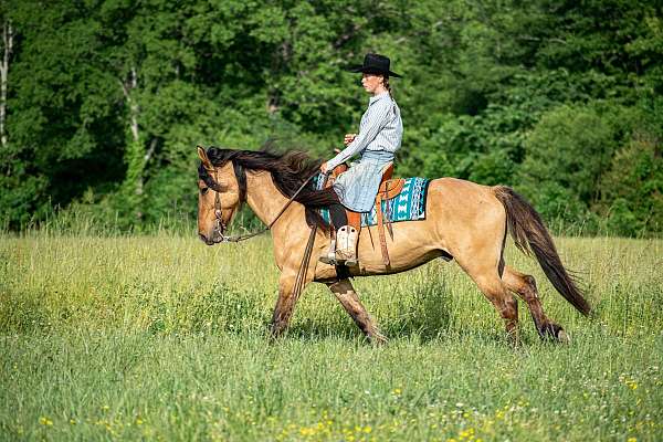 dressage-friesian-horse