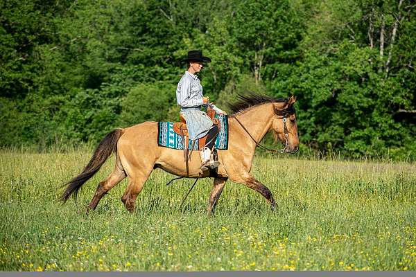 flashy-friesian-horse