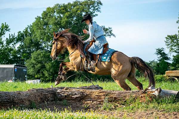 husband-safe-friesian-horse