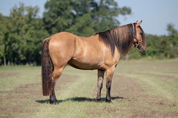 jumping-friesian-horse