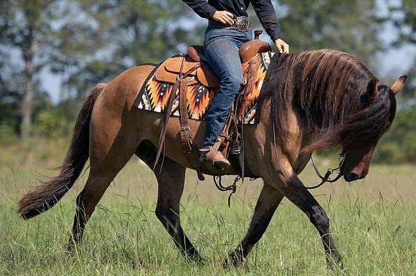 performance-friesian-horse