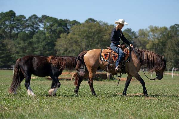 ranch-versatility-friesian-horse