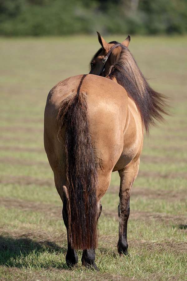 ridden-english-friesian-horse