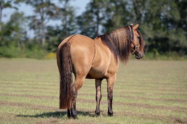 ridden-western-friesian-horse