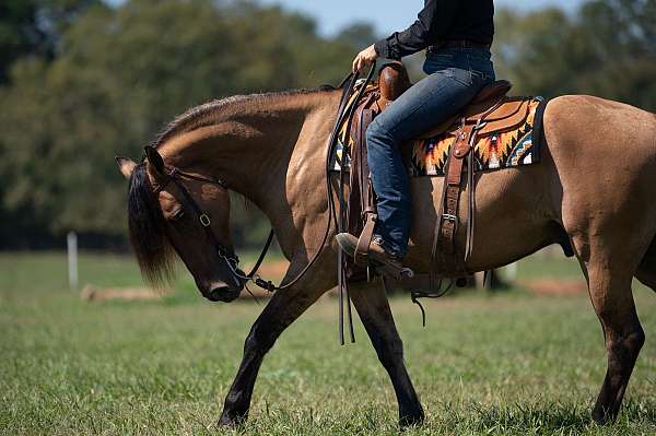 roping-friesian-horse