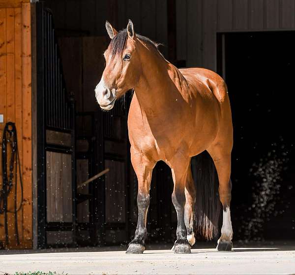 athletic-draft-horse