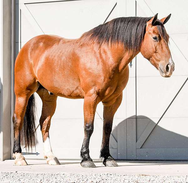 driving-draft-horse