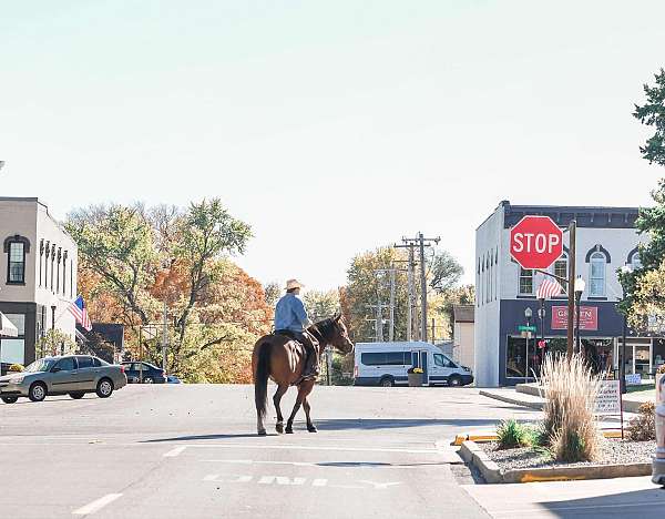 husband-safe-draft-horse