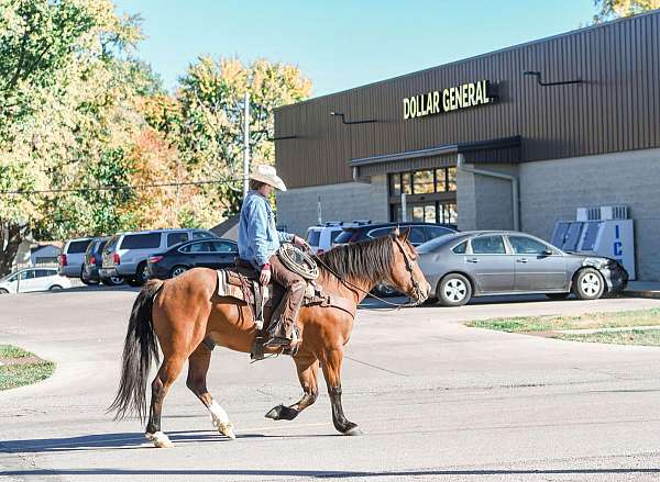 parade-draft-horse