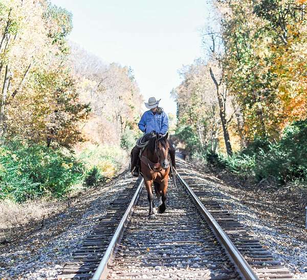 performance-draft-horse