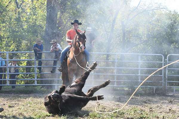 ranch-versatility-draft-horse