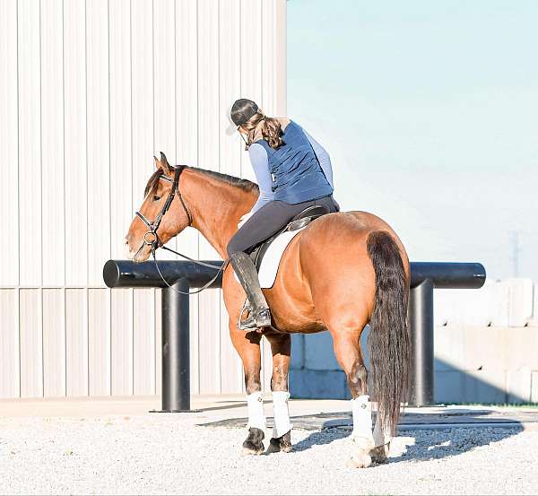 ranch-work-draft-horse