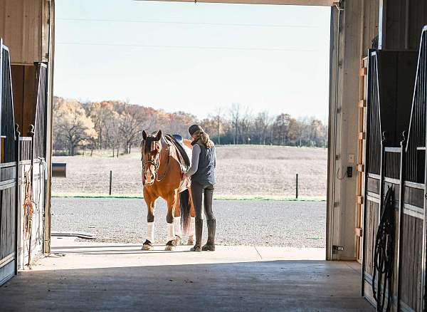 ridden-english-draft-horse