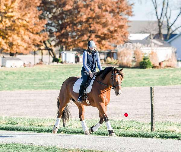 ridden-western-draft-horse