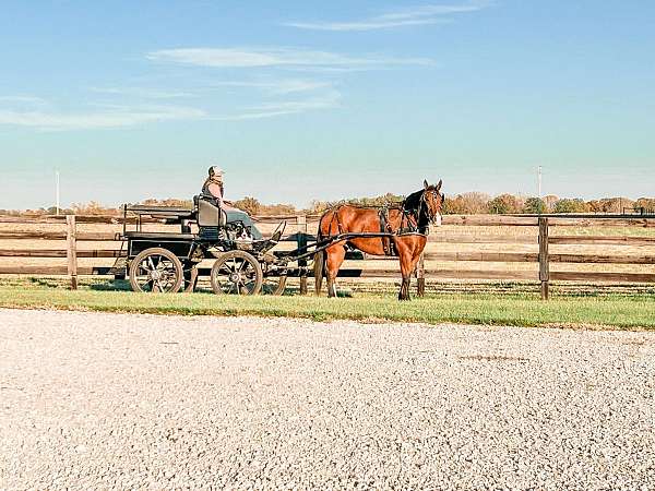 roping-draft-horse