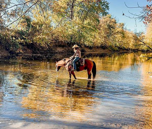 show-draft-horse