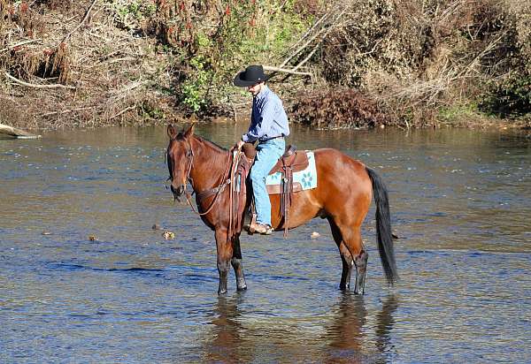 athletic-quarter-horse