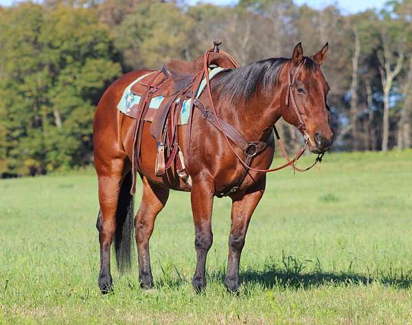 husband-safe-quarter-horse