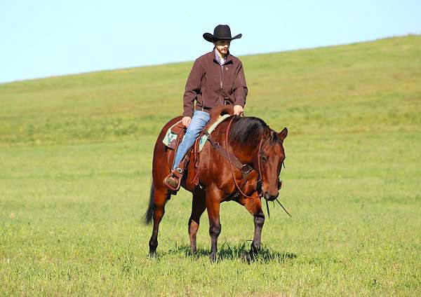 ranch-versatility-quarter-horse