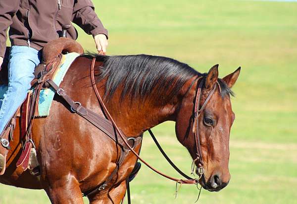 ranch-work-quarter-horse