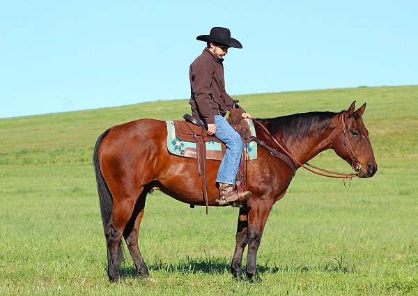 roping-quarter-horse