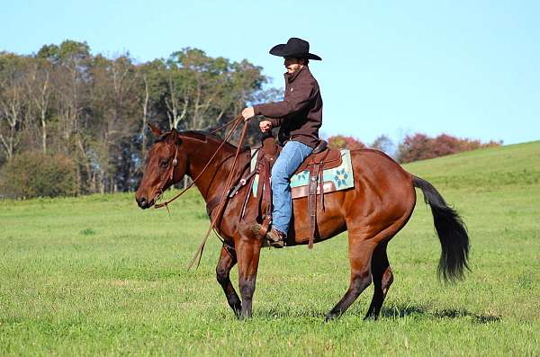 show-quarter-horse