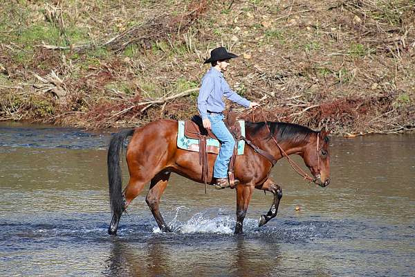 trail-riding-quarter-horse