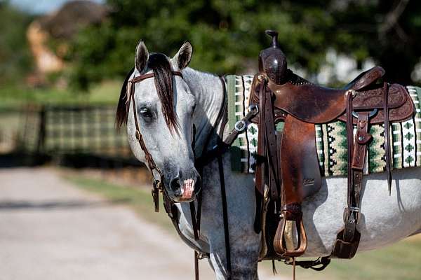 athletic-quarter-horse