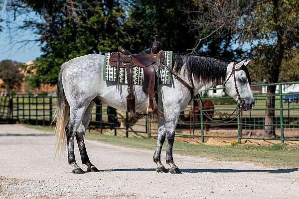 calf-roping-quarter-horse