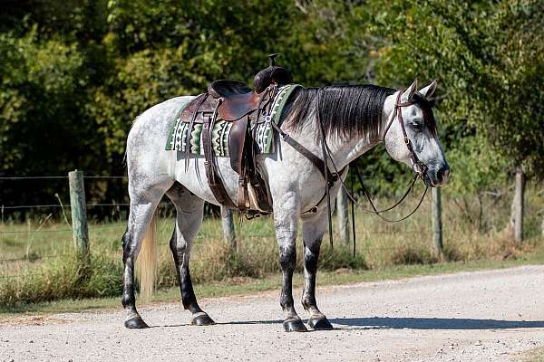 flashy-quarter-horse