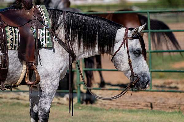 husband-safe-quarter-horse