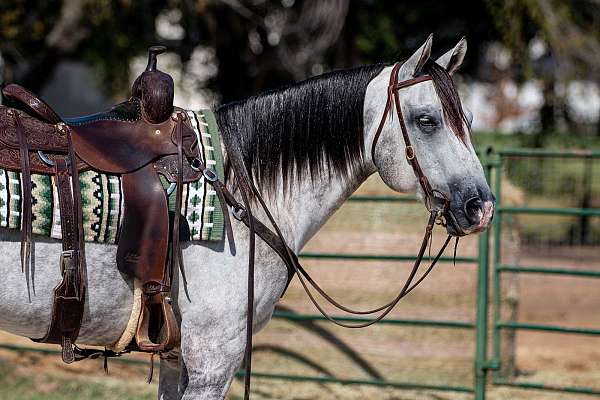 performance-quarter-horse