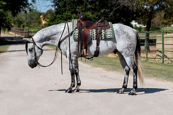 ranch-versatility-quarter-horse