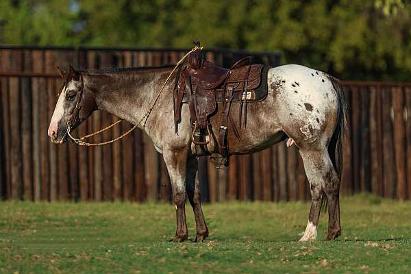 flashy-quarter-horse