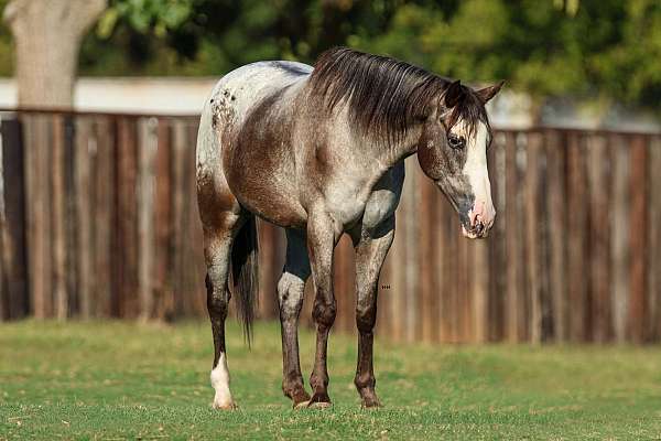 athletic-quarter-horse