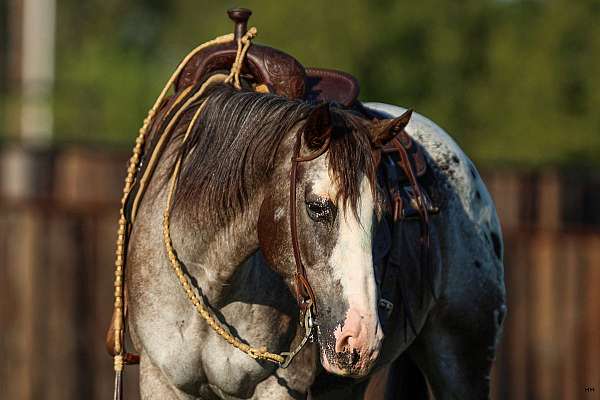 husband-safe-quarter-horse