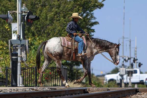 ranch-versatility-quarter-horse