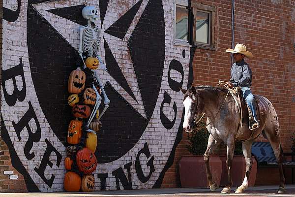 western-riding-quarter-horse