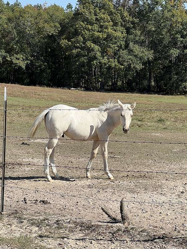 barrel-halter-appendix-palomino-horse