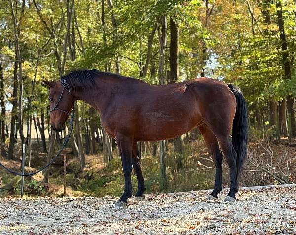 bay-quarter-horse-mare