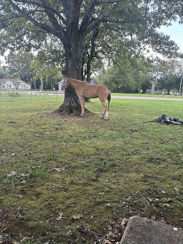 tennessee-walking-filly