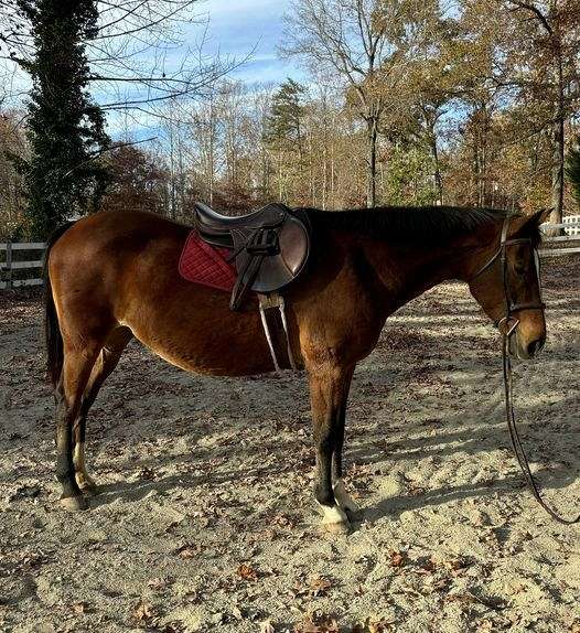 cross-trail-warmblood-horse