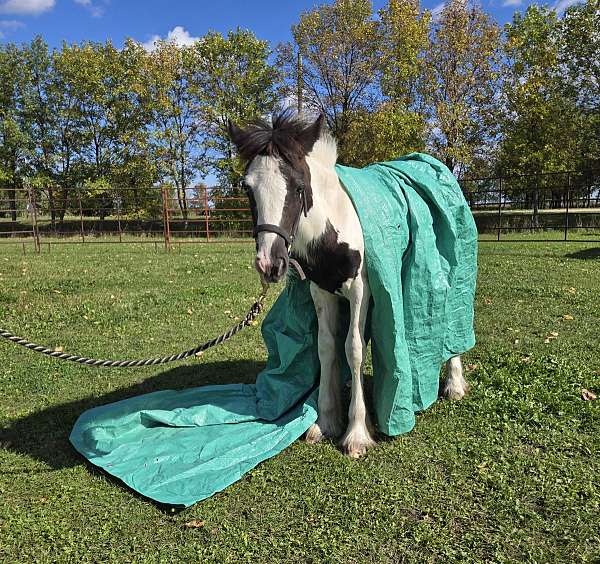 beginner-gypsy-vanner-horse