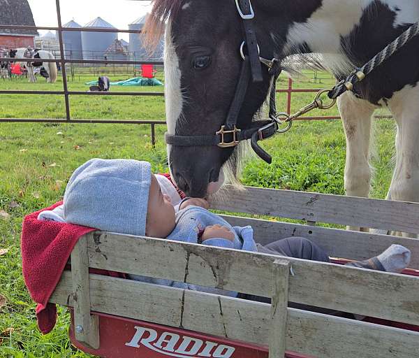 cowboy-mounted-shooting-gypsy-vanner-horse