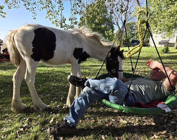 breeding-gypsy-vanner-horse