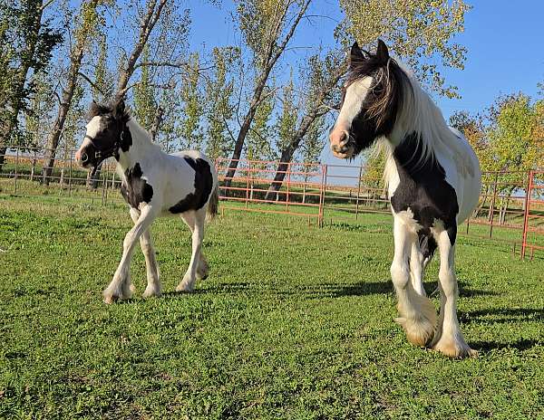 driving-gypsy-vanner-horse