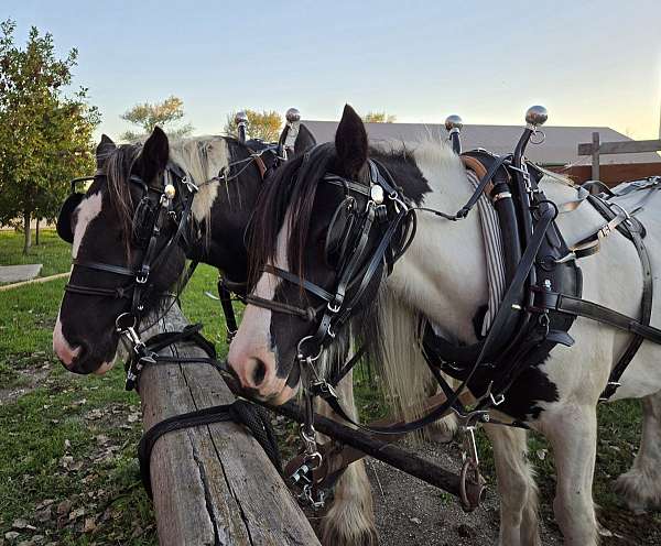 endurance-gypsy-vanner-horse