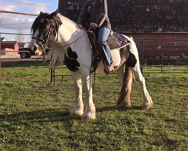 harness-gypsy-vanner-horse