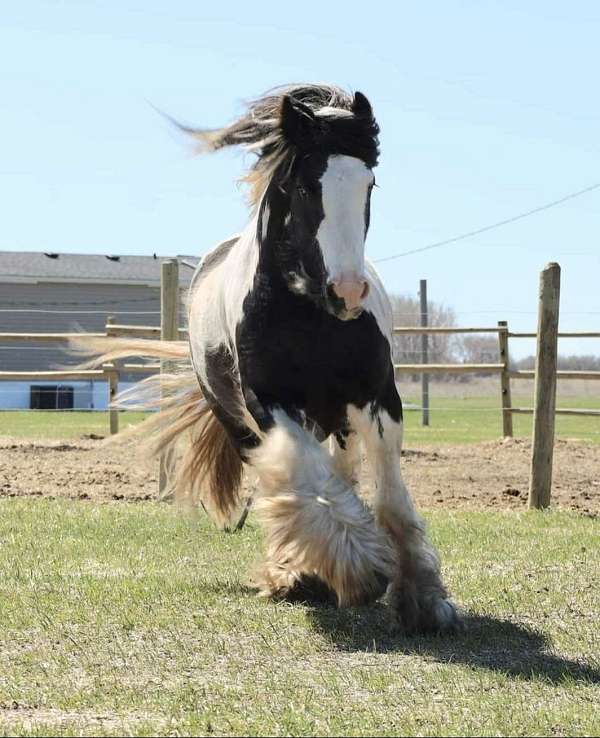 color-producer-gypsy-vanner-horse