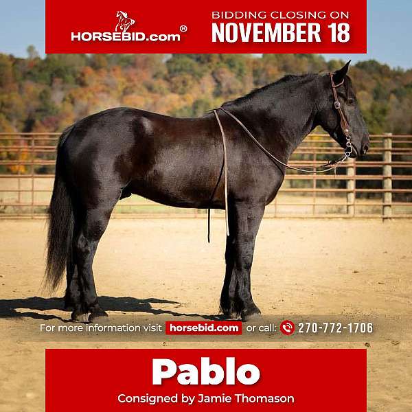 all-around-percheron-horse